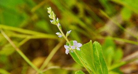 Veronica officinalis