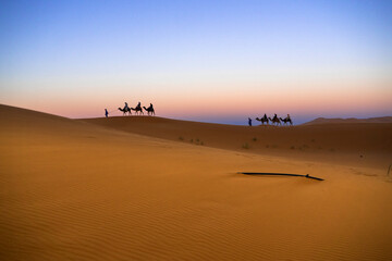 Fototapeta na wymiar Merzouga / Morocco: Camels by the Erg Chebbi dunes in the Sahara at dusk