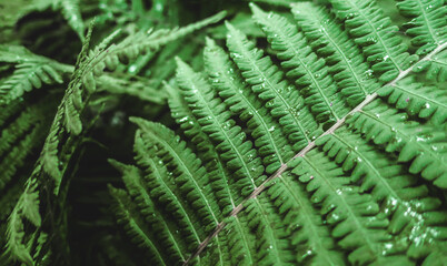  Leaves of fern bush close up as tropical botanical exotic natural green pattern nature after rain                       