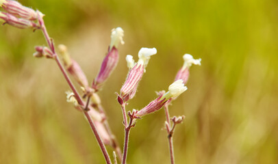 Silene vulgaris