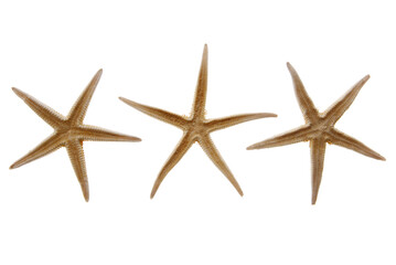 Fototapeta na wymiar Three sea stars isolated on white