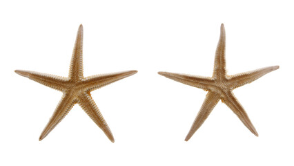 Two sea stars isolated on white