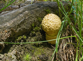 mushroom growing on the tree in coniferous forests