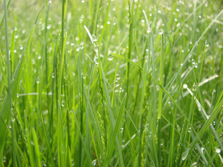 Fototapeta na wymiar Tender greens of morning grass in dew