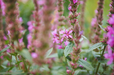 Loosestrife (Lythrum) flowers in the garden
