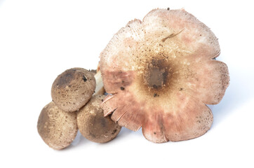 bunch the brown color mushroom isolated on white background.