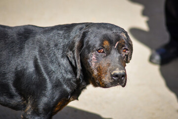Starvation rottweiler mix dog in Slovak gypsy village. Mistreated poor dog with demodex, health...