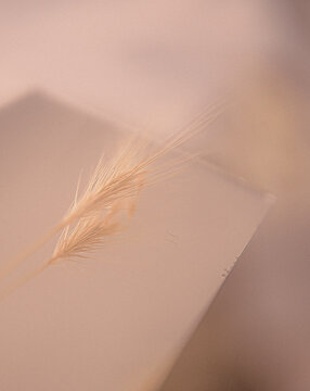 High angle view of wheat ears