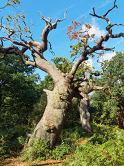 Obraz premium Twisted ancient oak trees standing in Sherwood Forest