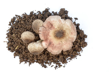 bunch the brown color mushroom seedlings isolated on white background.