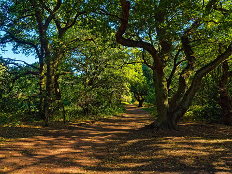 Shaded footpath between tall trees through Sherwood Forest
