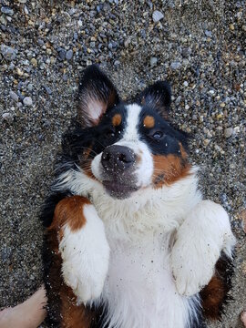 1 856 Best Bernois Images Stock Photos Vectors Adobe Stock