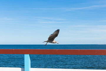 A large white seagull. Lithuania, Palanga, holidays. A seagull asks people for food. Bird is watching people. Blue sky background. 