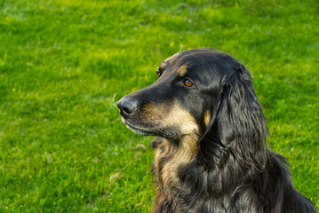 Portrait of a happy black and orange hovawart dog. hovawart female closeup. black dog portrait for calendar, poster, print cover. selective focus