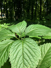 green leaves in the forest