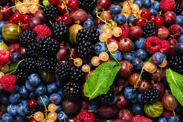 Gooseberries, blueberries, mulberry, raspberries, white and red currants.