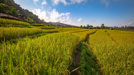 Fototapeta premium Beautiful landscape. Paddy fields at Pa Pong Pieng village, Mae Chaem, Chiang Mai, Thailand.
