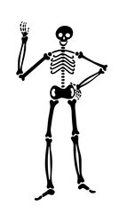 vector skeleton isolated on a white background. full length human skeleton. one arm waves, the other arm akimbo.