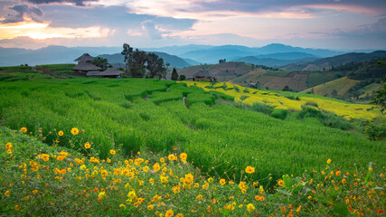 Beautiful landscape. Paddy fields at Pa Pong Pieng village, Mae Chaem, Chiang Mai, Thailand.