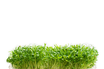 Fresh cilantro seedlings in plastic container isolated on white
