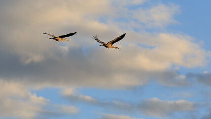 Two sandhill cranes fly in the sky against the background of clouds. Wild birds in their natural habitat.