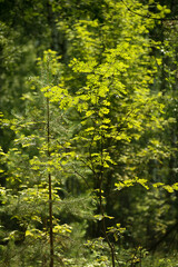 A small deciduous tree in the forest under the summer sun.