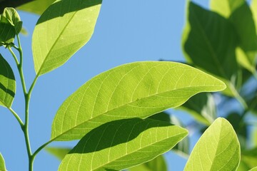 fresh green Annona squamosa leaves in nature garden