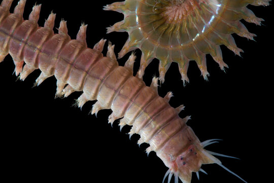 sandworms isolated on black background