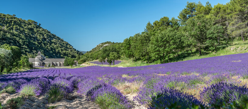Abbaye de Senanque dans le Luberon et champs de lavande