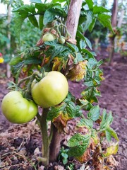 Tomatoes in the garden