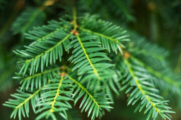 Close-up of a yew plant with shallow depth of field, beautiful green background