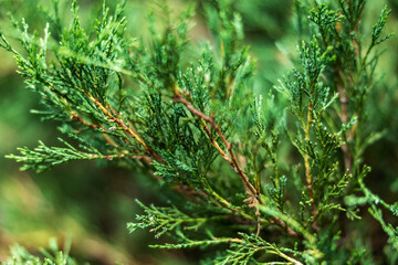 Green thuja tree branch close-up with shallow depth of field, beautiful green background.