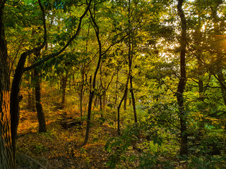 Naklejka premium 석양 지는 숲 속