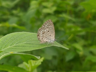 Butterfly beauty