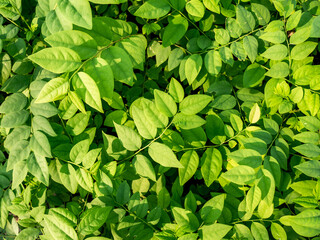 Star Gooseberry Growing in The Field