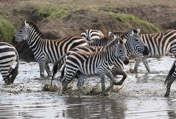 Fototapeta na wymiar Zebras walking in low lying water.