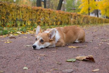 Corgi in autumn Park