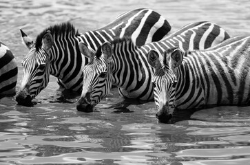 Fototapeta na wymiar Zebras waist deep in water drinking.