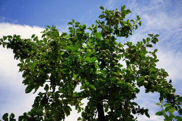 Apfelbaum mit Äpfeln