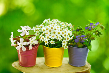 Beautiful blooming wild flowers in a colorful buckets on a green bokeh background.