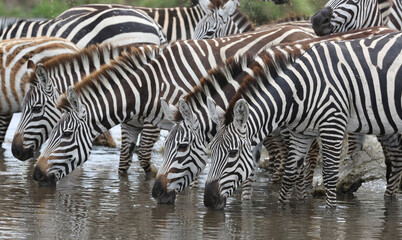 Fototapeta na wymiar Zebras drinking