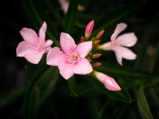 Pink Oleander Flowers Blooming