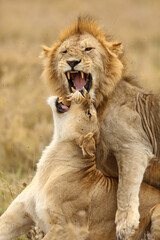 lion and Lioness growling at each other before mating.