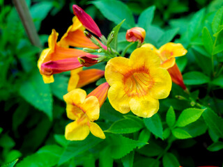 Bunch of Yellow and Red Trumpet-Flowers Blooming
