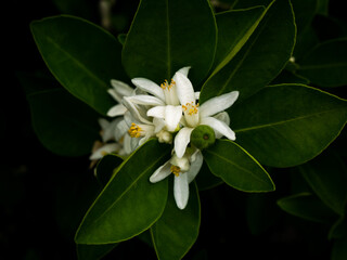 Bouquet of Pomelo Flowers Blooming