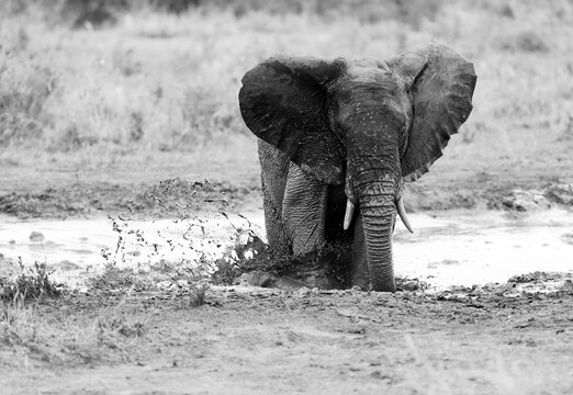 Black And White Image Of Young Elephant Playing And Slashing In The Mud.
