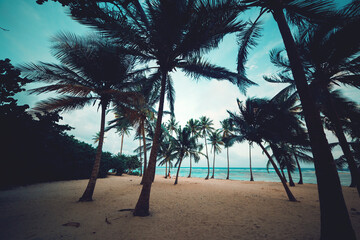 Coconut palm trees in Bois Jolan beach at sunset