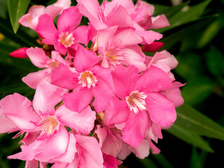 Bouquet of Pink Oleander Flowers Blooming in The Garden