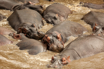 Hippos lying closely together in a pond.