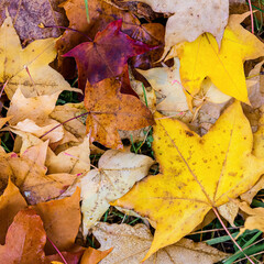 Fallen autumn multicolored maple leaves on the grass